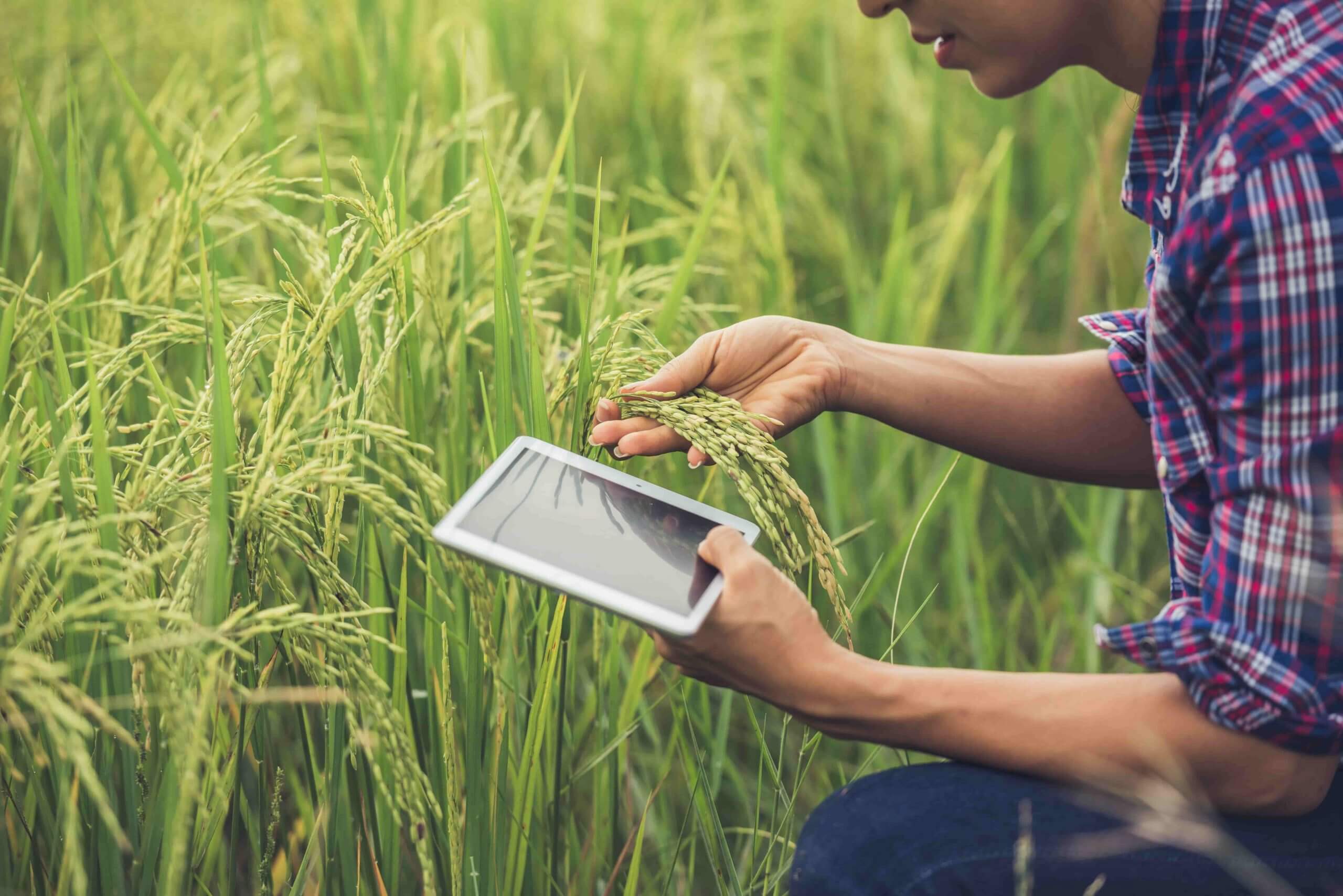 Granjero con una tablet examinando un campo de arroz