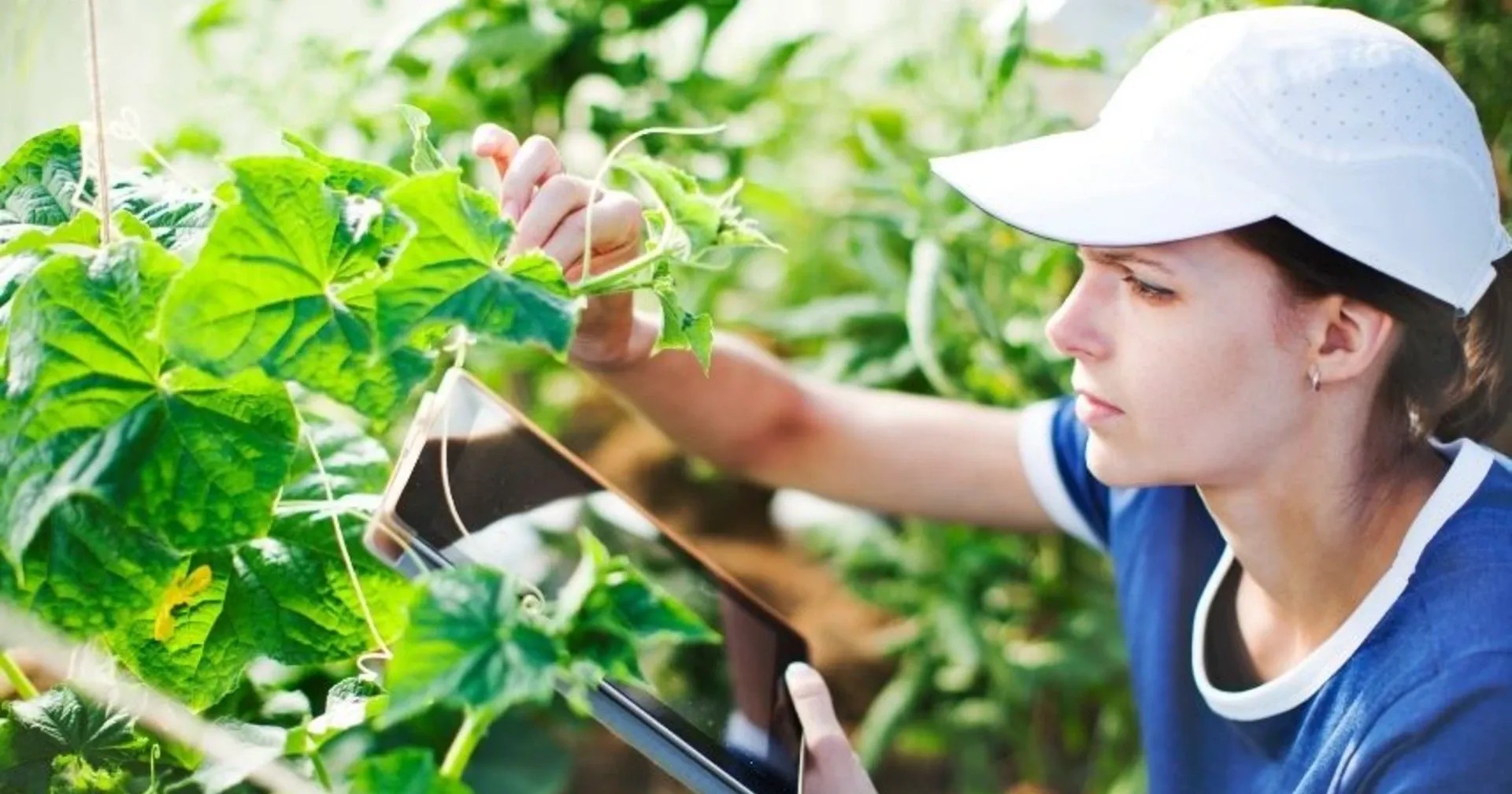 Evolución de la digitalización en horticultura: 2022-2025