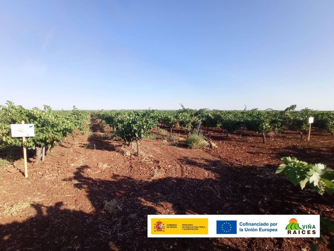 Parcela Demostrativa 02 GO VIÑA-RAICES