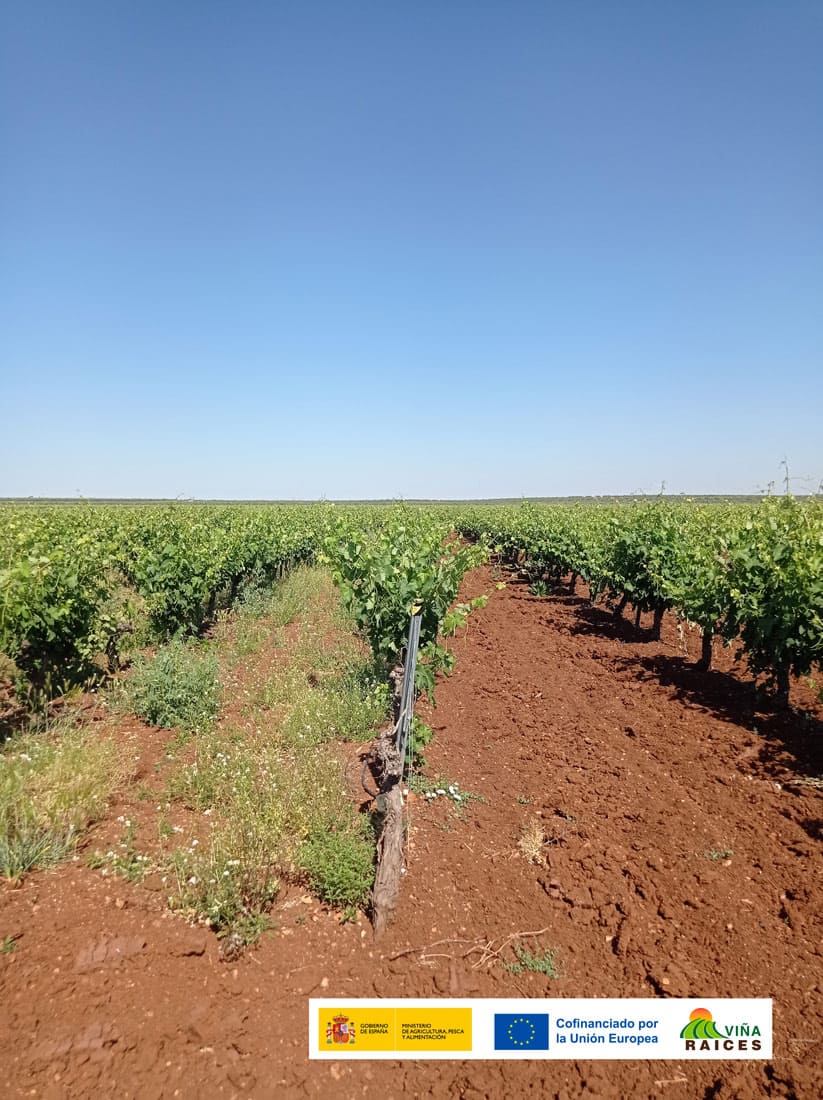 Parcela Demostrativa 02 GO VIÑA-RAICES