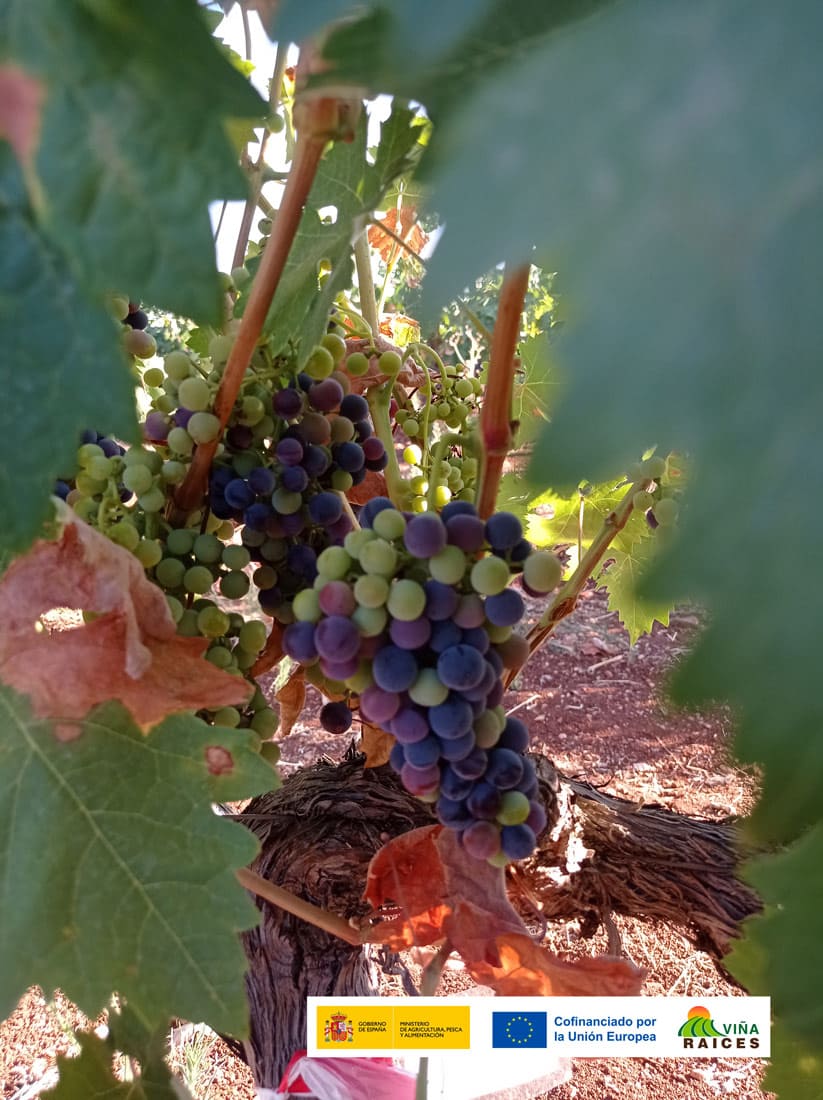 Parcela Demostrativa 02 GO VIÑA-RAICES