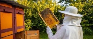 Organic beekeeping