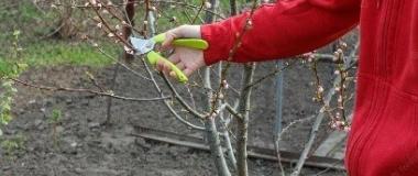 Winter pruning in fruit trees