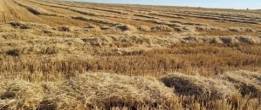 Campo de cereal segado