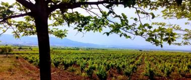 Viñedo