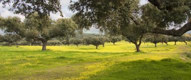 dehesa