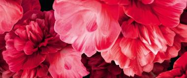 Un conjunto de rosas