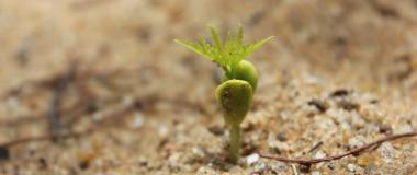 germination