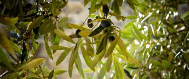 olive