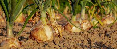 onion cultivation