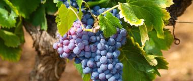 uvas