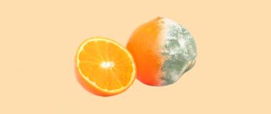 naranja con hongos