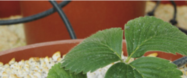 Curs de qualitat agronòmica de les aigües de reg
