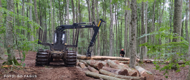 trabajos de tala en proyecto go fagus