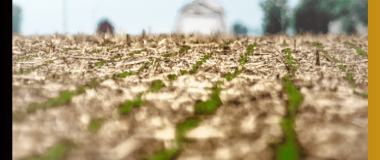 Segunda jornada de campo sobre agricultura de conservación en cultivos extensivos, en Albacete/Valencia