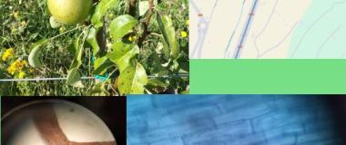 beneficios asociación guisante micorrizas peral en ecológico