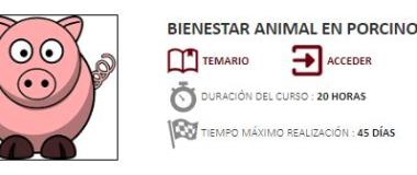 porcino