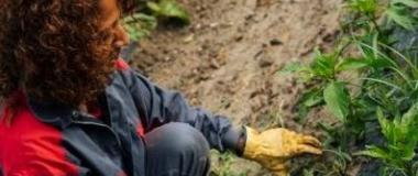 ecológico