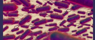 listeria