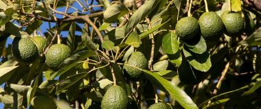 aguacate