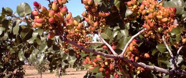 Photo of a pistachio farm