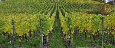 viñedo que ilustra curso de análisis de bajo coste en bodega