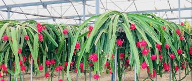 pitaya