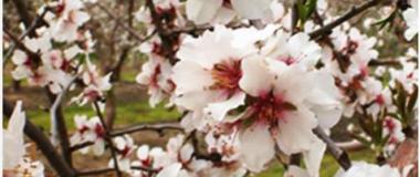 almendro