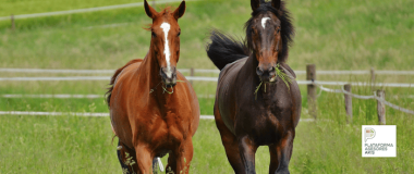 CABALLOS TROTANDO