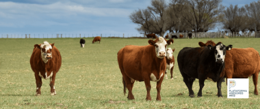 VACAS EN EL CAMPO