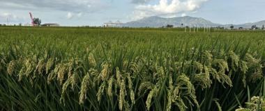 CAMPO DE ARROZ para ilustrar la XVIII Jornada técnica del arroz 2025