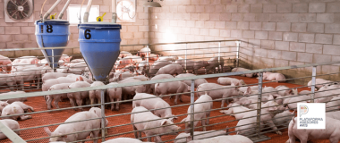 GRANJA PORCINA PARA ILUSTRAR EL LIBRO RETOS DEL SECTOR PORCINO
