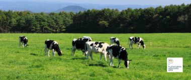 vacas pastando en el campo