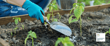 fertilizando plantas