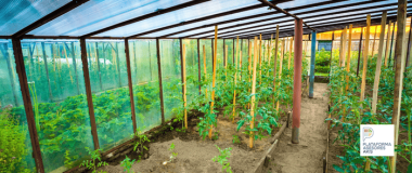 vivero que ilustra el curso para asesores en horticultura ecológica protegida