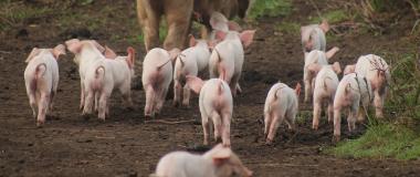 porcine