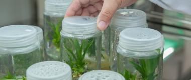 Laboratorio de Investigación en Biotecnoloxía Agrícola Startbec