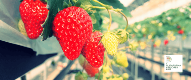 cultivo de fresas