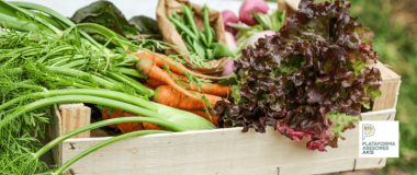 caja de verduras ecológicas