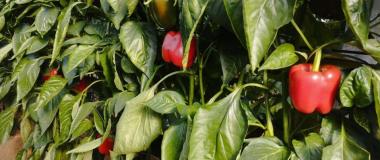 pimiento rojo en la mata
