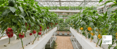greenhouse