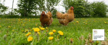 gallinas en el prado