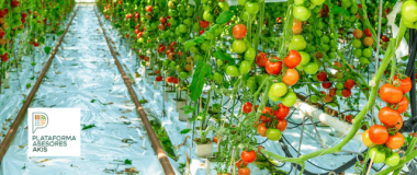 plantación de tomate