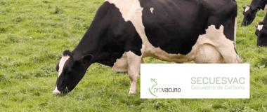 cow and pro-vaccine logo