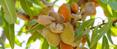 almendro