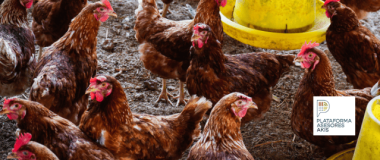 granja avícola go simbav