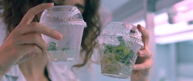 investigación vegetal