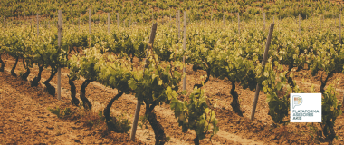 viñedos en La Rioja