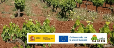 Parcela Demostrativa 02 GO VIÑA-RAICES