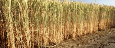 FOTO DE CULTIVO DE TRIGO DE GO CLIMOSTRIGO